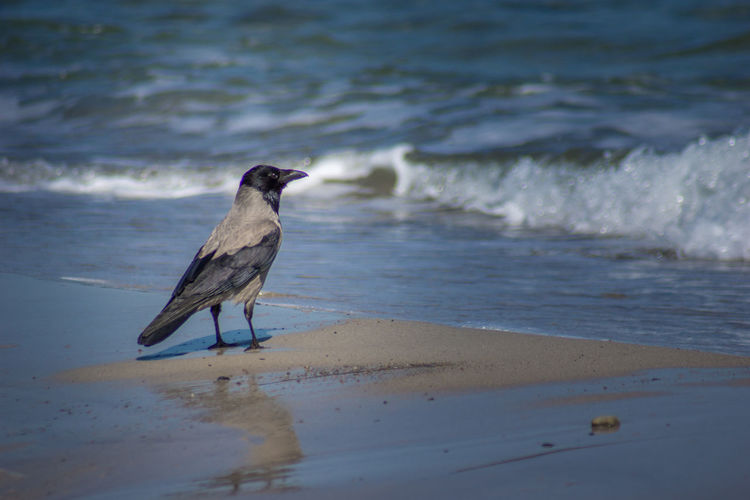 Close-up of bird perching on shore at beach