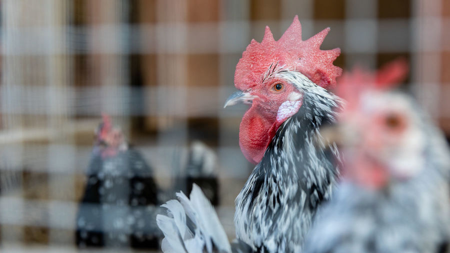 livestock