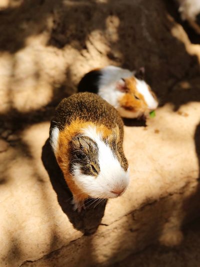 Close-up of guinea pigs