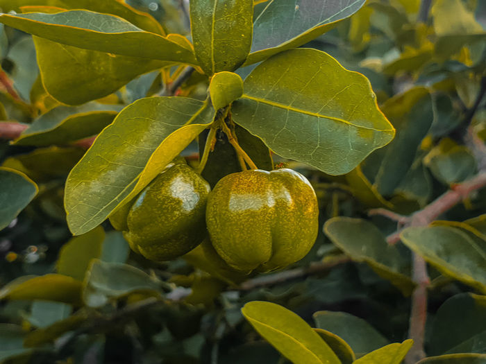 Close-up of fruits on tree