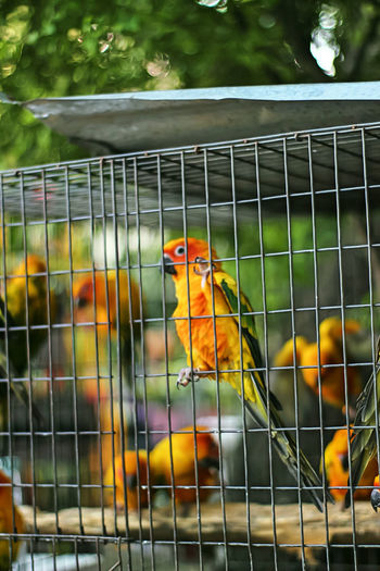 Close-up of parrot in cage