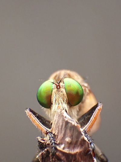 Robberfly, the face of a robber insect