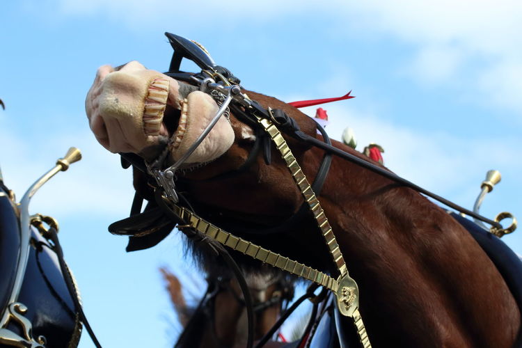 Low angle view of horse in bridles suffering