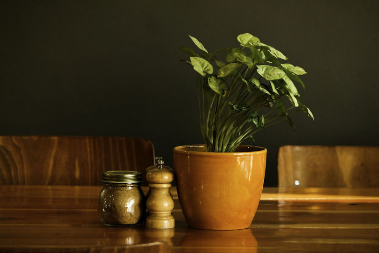 Potted plant by salt and pepper shakers on wooden table in cafe