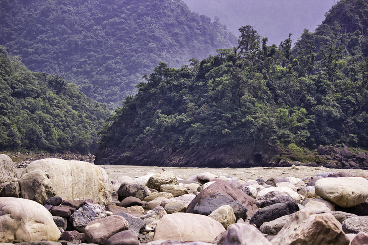 Rocks and trees in forest, rishikesh, uttrakhand, india