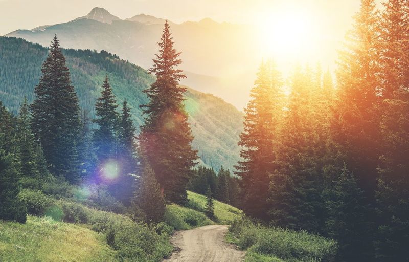Pine trees in forest against bright sun