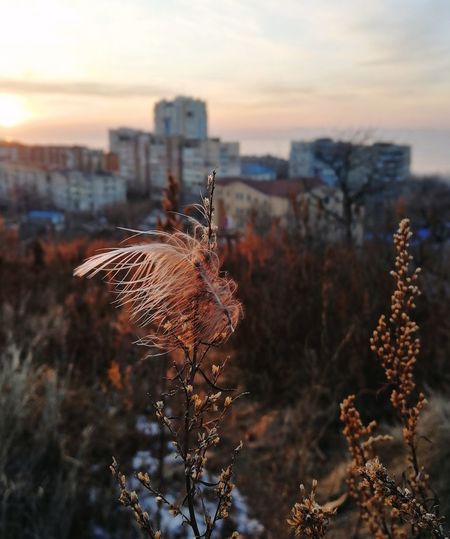 Close-up of wilted plant against buildings in city at sunset