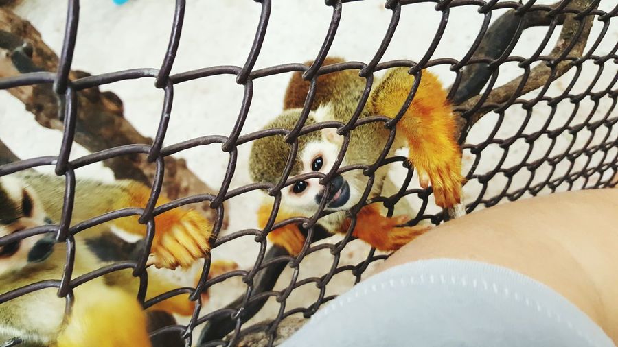 Cropped image of person by squirrel monkeys in cage at zoo