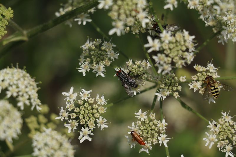 Close-up of insects pollinating on white flowers