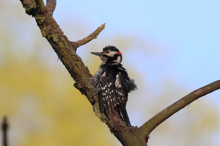 Low angle view of bird perching on a tree