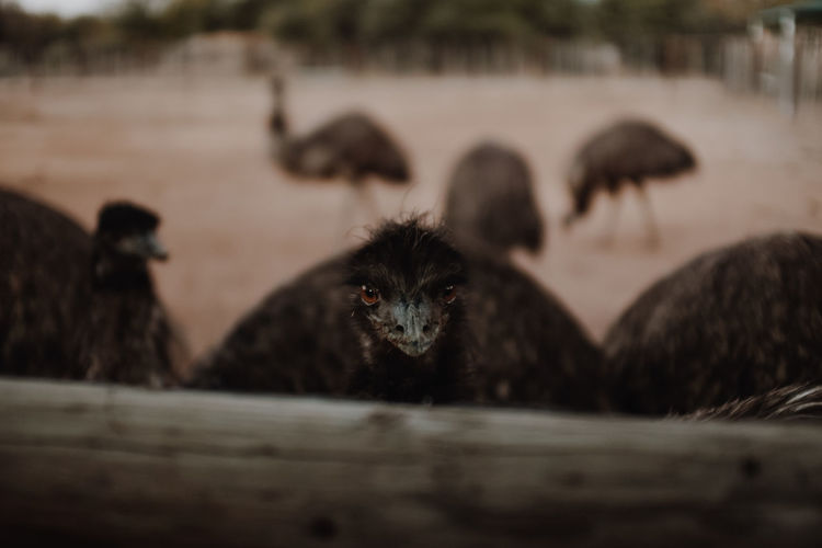Close-up portrait of emu