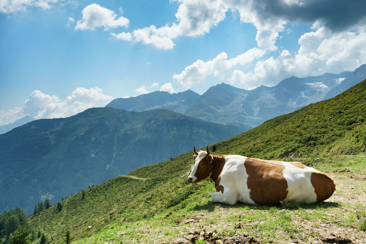 Cow sitting on mountain against sky