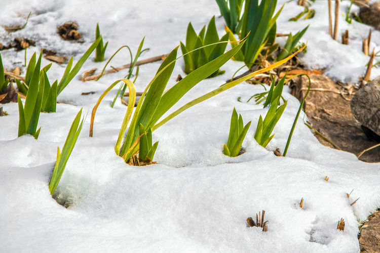 Plants growing on snow covered land