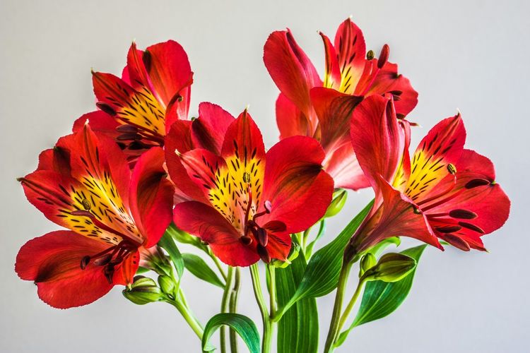 Red alstroemeria flowers against gray background