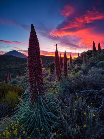Succulent plants growing on field during sunset