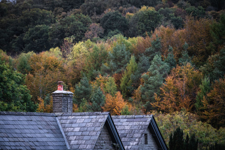 View of rooftop against trees during autumn