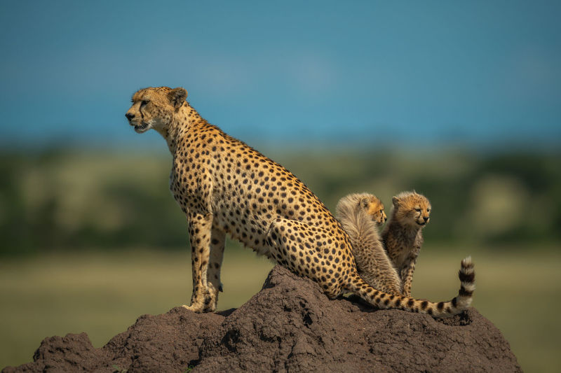 Two cubs sit behind cheetah on mound