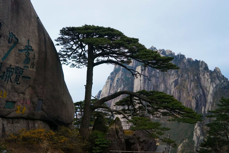 Trees by rock formation against huangshan