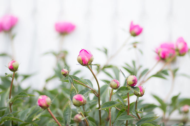Close-up of pink flowering plant