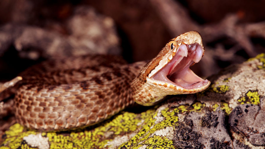 A seoane viper, vipera seoanei, resetting its jaw after striking its prey, spain. 