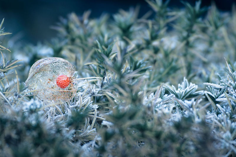 Close-up of winter cherry on plants
