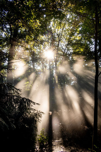Trees in forest