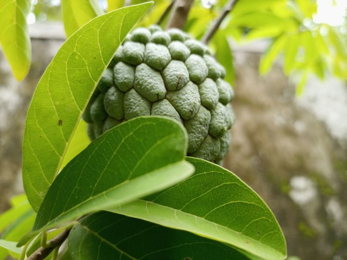 Close-up of fresh green plant