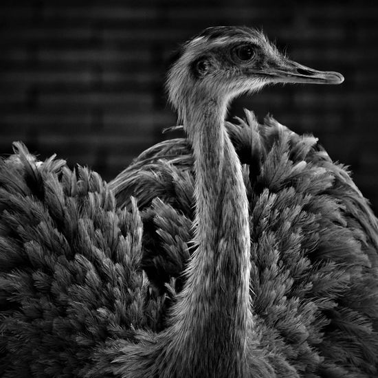 Close-up of emu