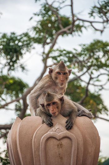 Monkey sitting on sculpture