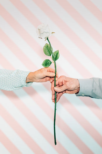 Senior male giving a flower to an elderly woman hand. celebration of love in the third age