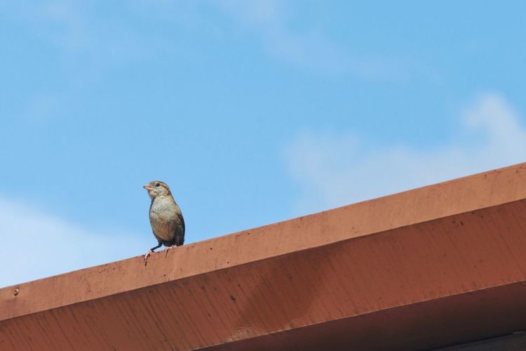 Low angle view of bird perching on retaining wall against blue sky