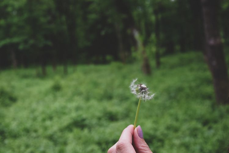 Cropped hand of woman holding dandelion at forest