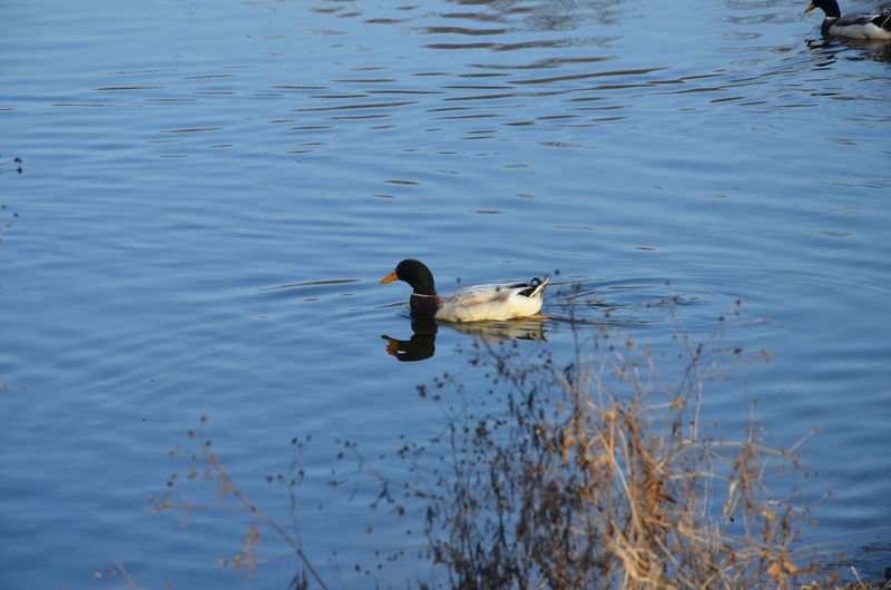 High angle view of duck swimming in lake