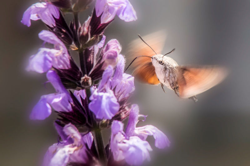 Close-up of bee pollinating on purple flower