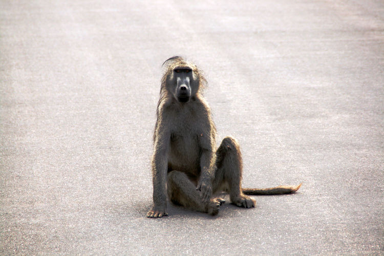 Monkey sitting on asphalt