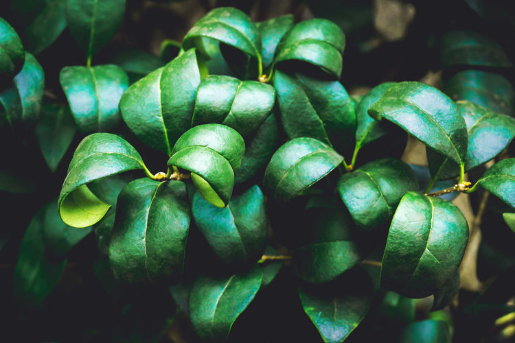 Close-up of green leaves