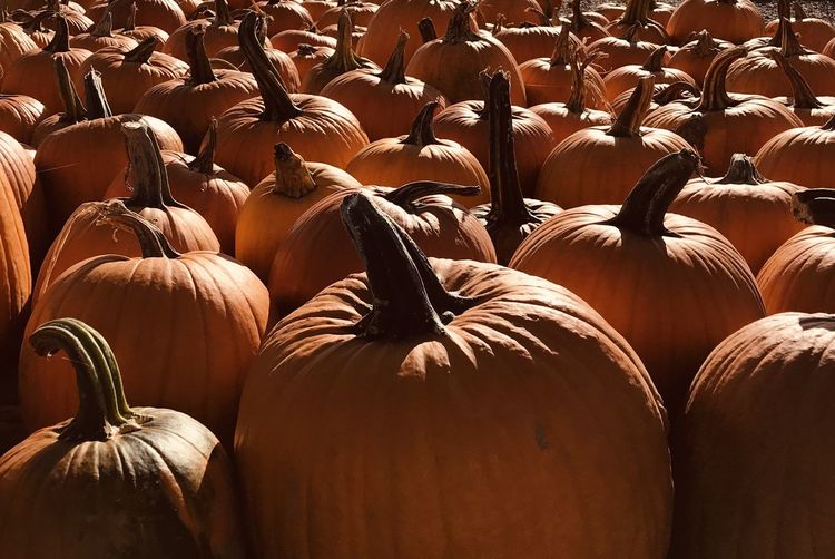 Full frame shot of pumpkins for sale