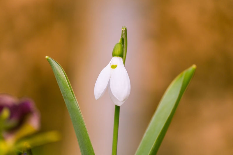 Close-up of snowdrop blooming outdoors