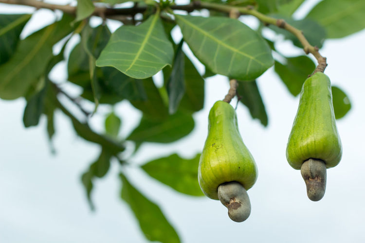 Low angle view of cashew tree