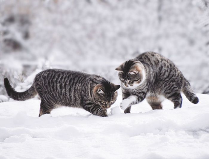 Cats in snow
