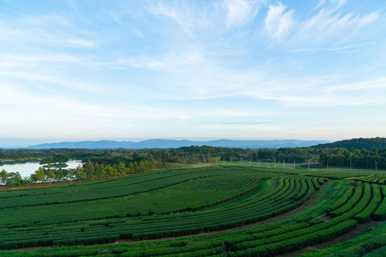 landscape