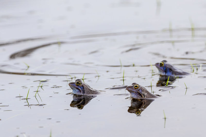 Moor blue frogs