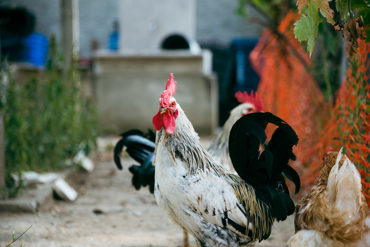Close-up of rooster