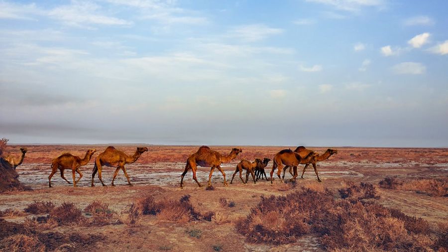 Camel in the desert of muthanna, iraq / horses on a field