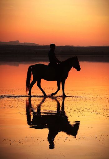 Silhouette horse standing on land against sky during sunset