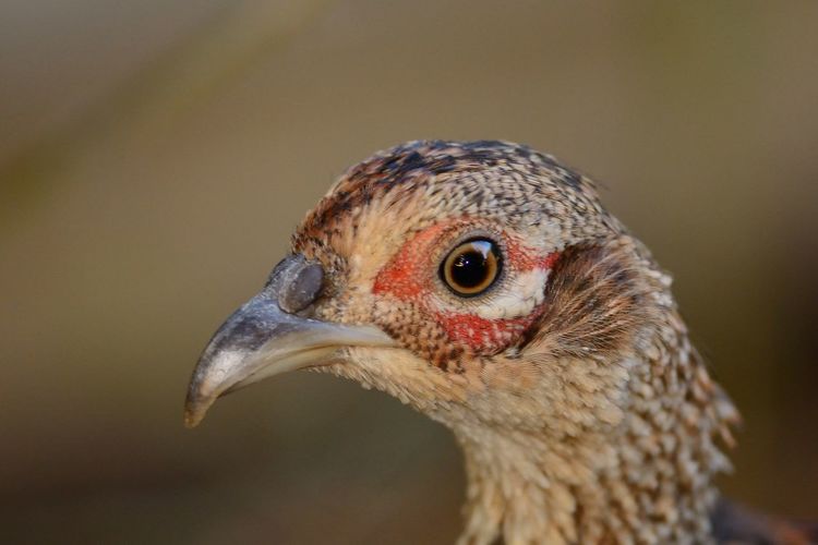 Close-up of female pheasant
