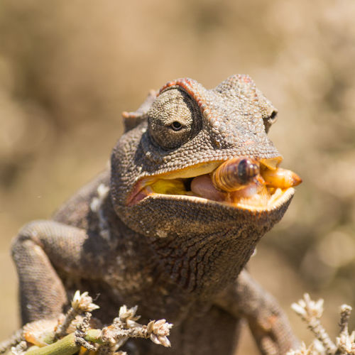 Close-up of chameleon eating insect