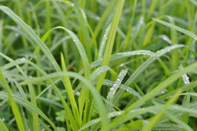 Blades of grass with water droplets on them