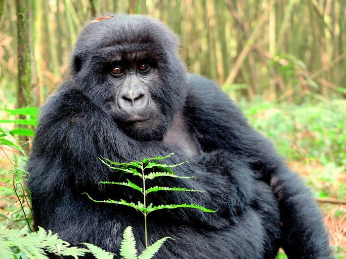Portrait of monkey