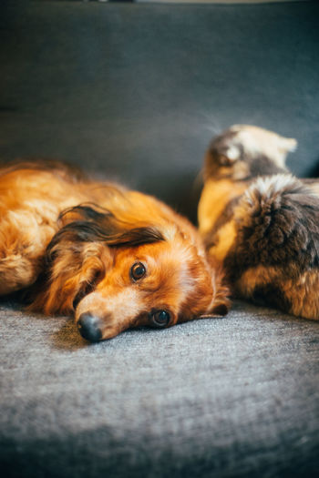 Close-up of dogs resting on sofa at home